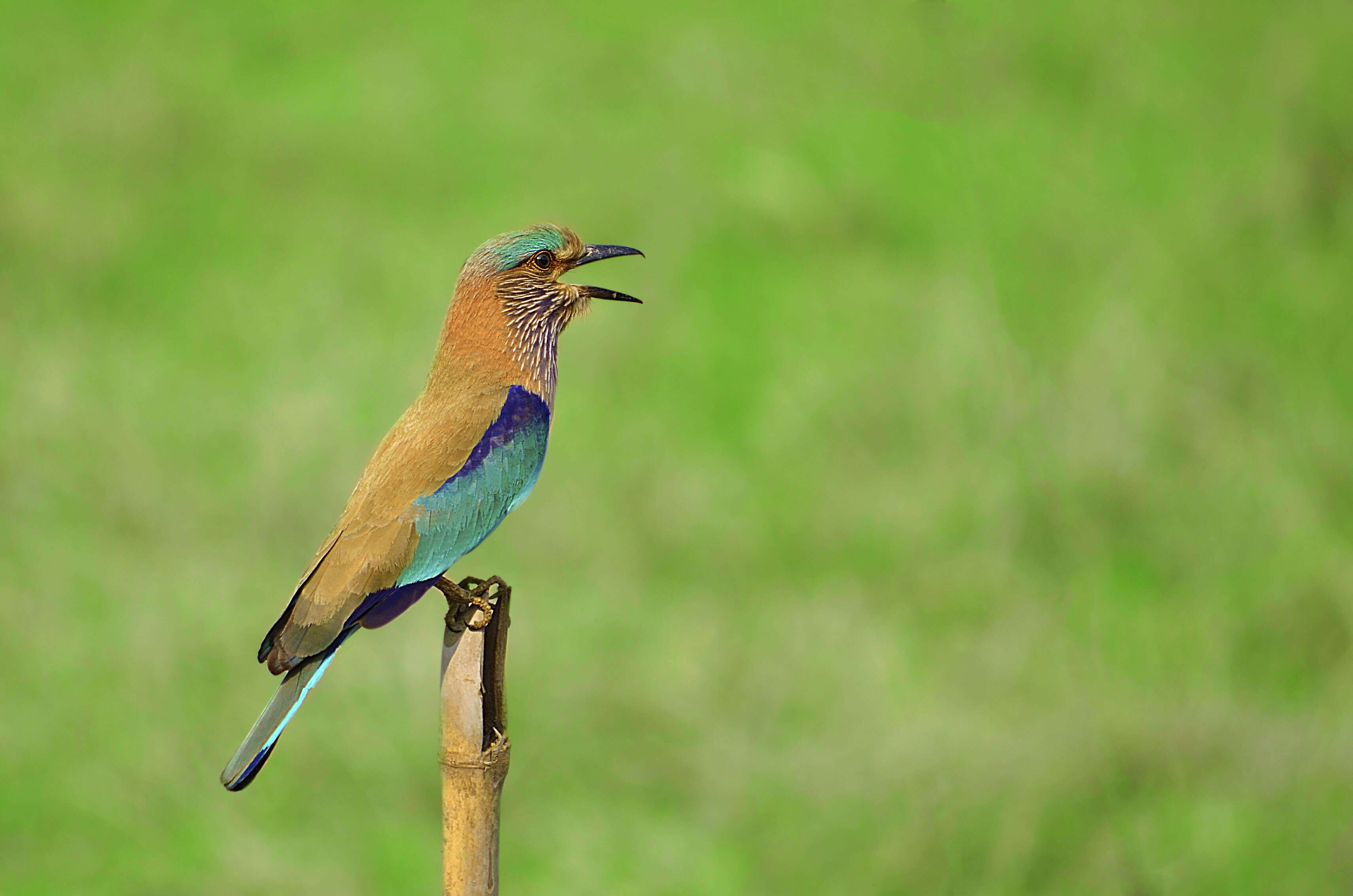 Image of Indian Roller