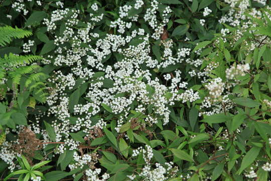 صورة Ageratina riparia (Regel) R. King & H. Rob.