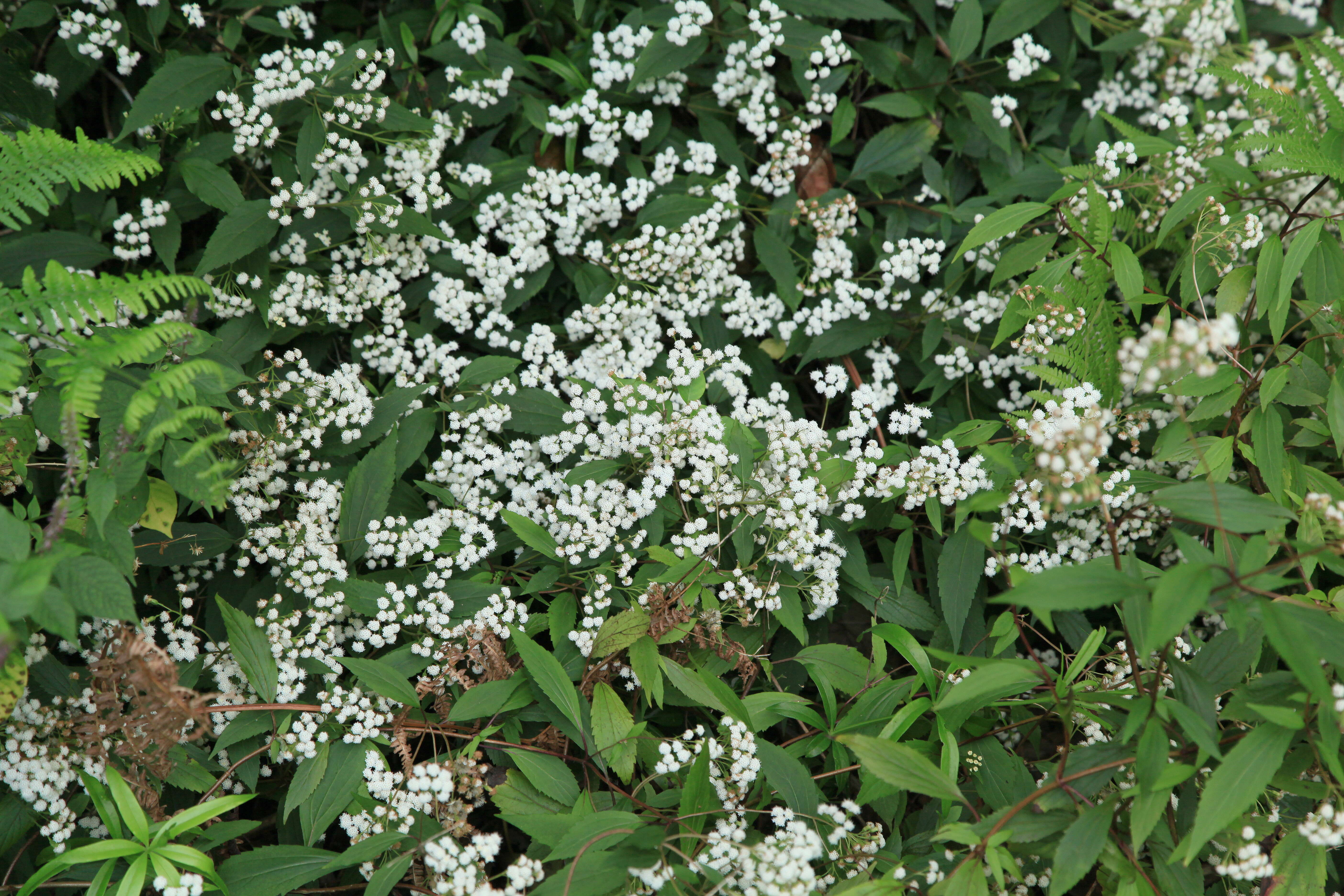 صورة Ageratina riparia (Regel) R. King & H. Rob.