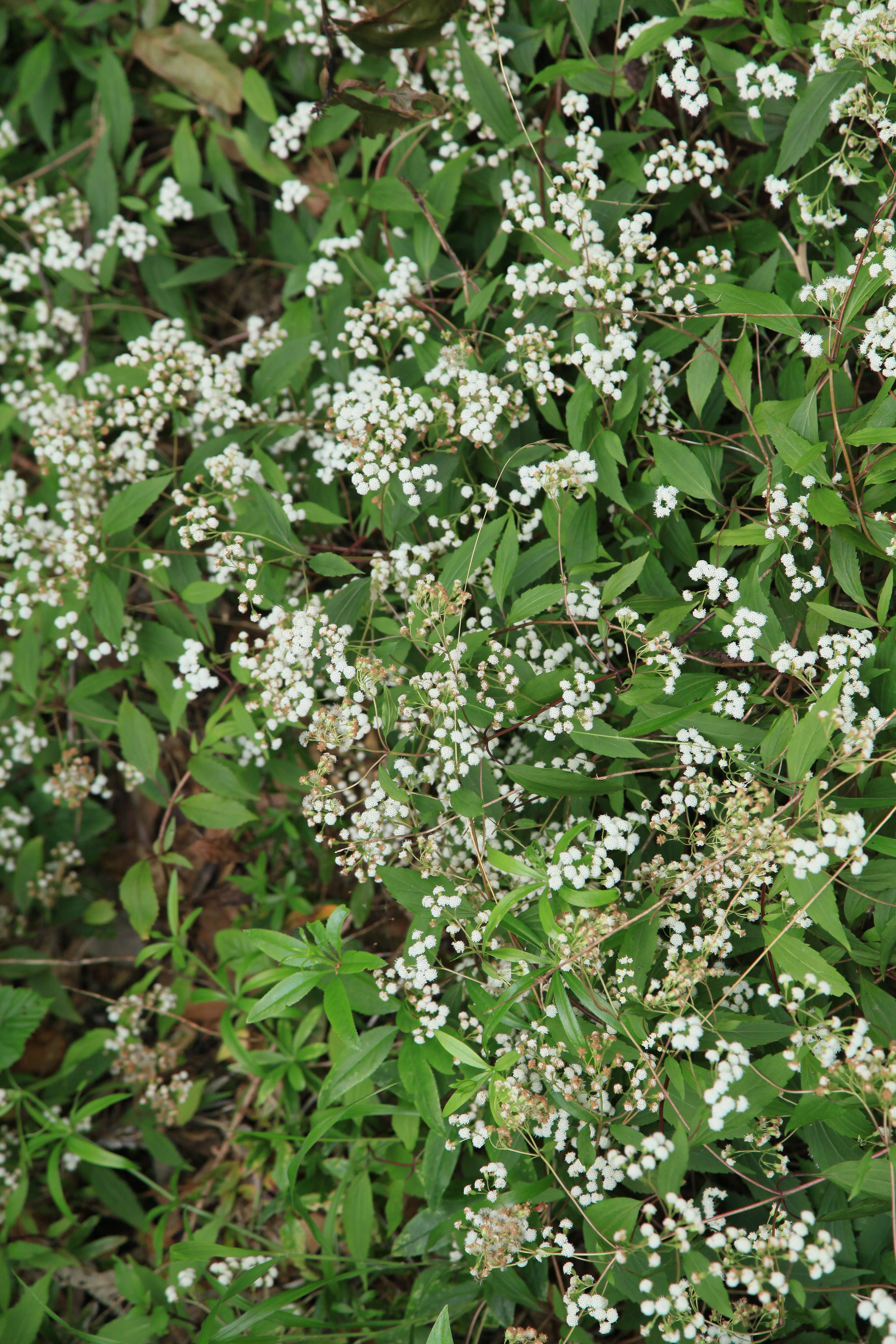 صورة Ageratina riparia (Regel) R. King & H. Rob.