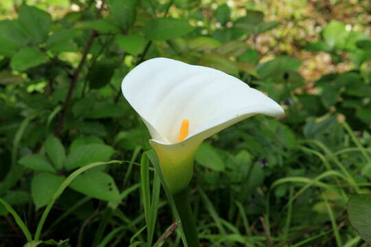 Image of Arum lily