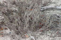 Image of woolly beachheather