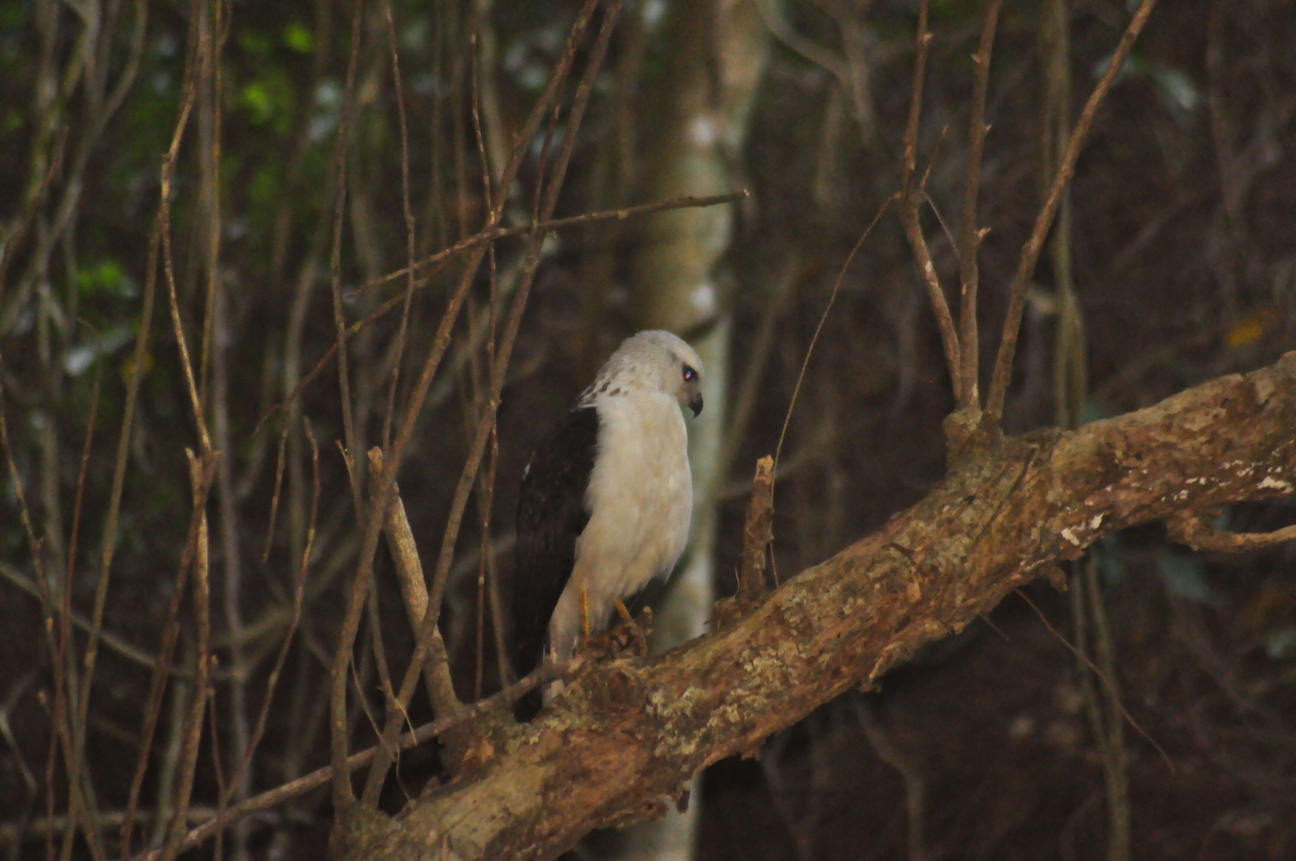 Image of Mantled Hawk