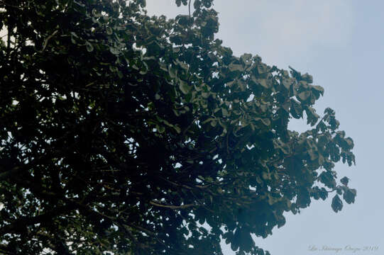 Image of Panama tree