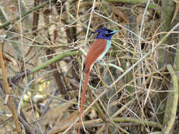 Image of Asian Paradise-Flycatcher