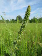 Image of Agrimony