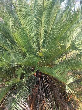 Слика од Cycas ophiolitica K. D. Hill