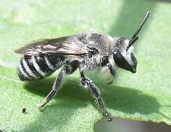 Image of Broad-footed Cellophane Bee