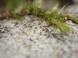 Image of mycocalicium lichen