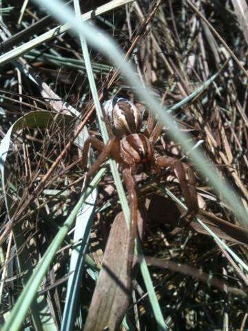 Image of Rabid Wolf Spider