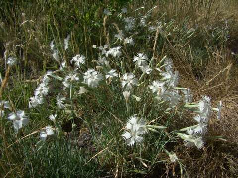 Image of Dianthus acicularis Fisch. ex Ledeb.