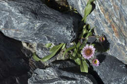 Image of Erigeron eriocalyx (Ledeb.) Vierhapper