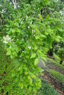 Image of Cork Oak