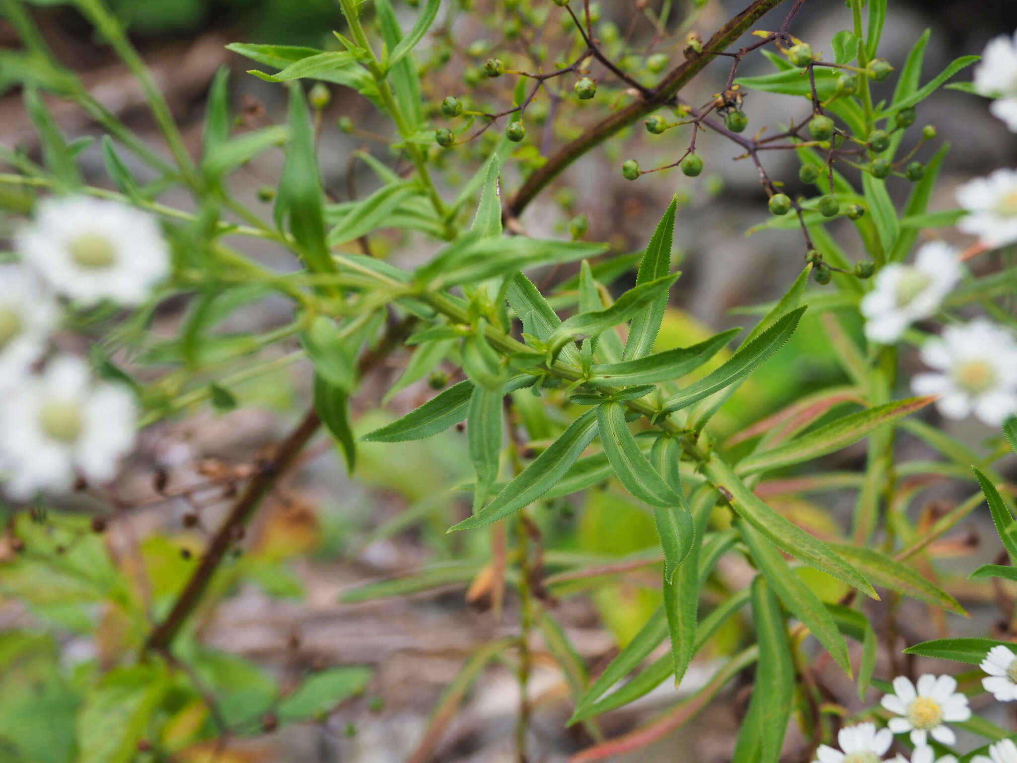 Achillea ptarmica subsp. macrocephala (Rupr.) Heimerl resmi