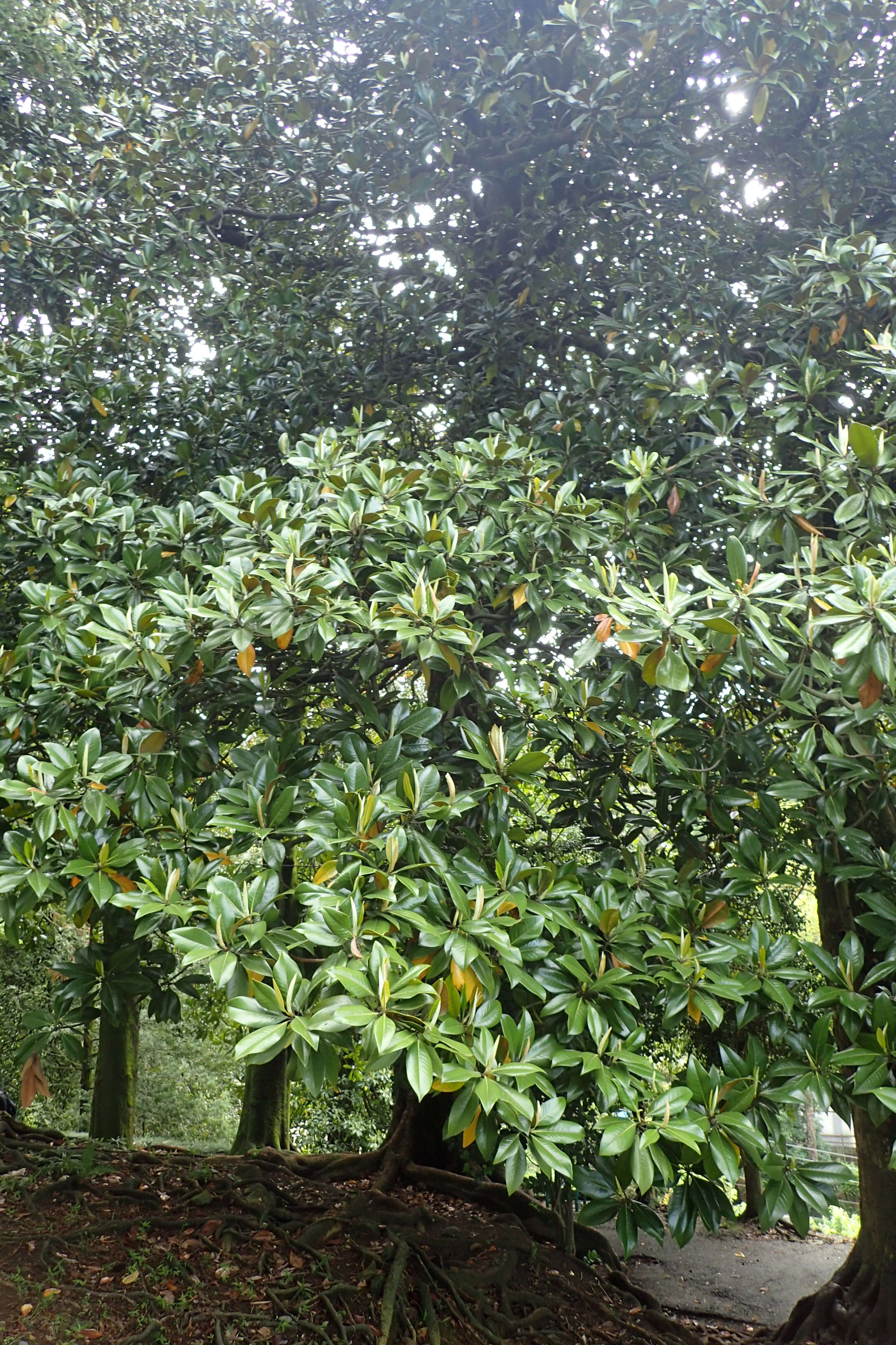 Image of southern magnolia