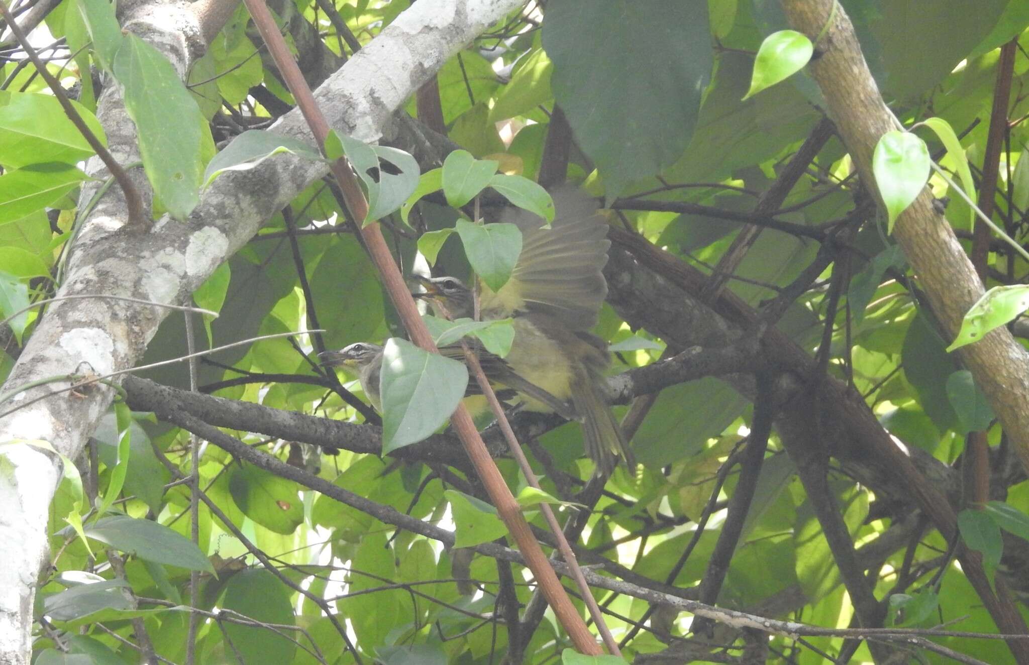 Image of White-browed Bulbul