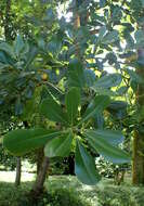 Image de Pittosporum tobira (Murray) Aiton fil.