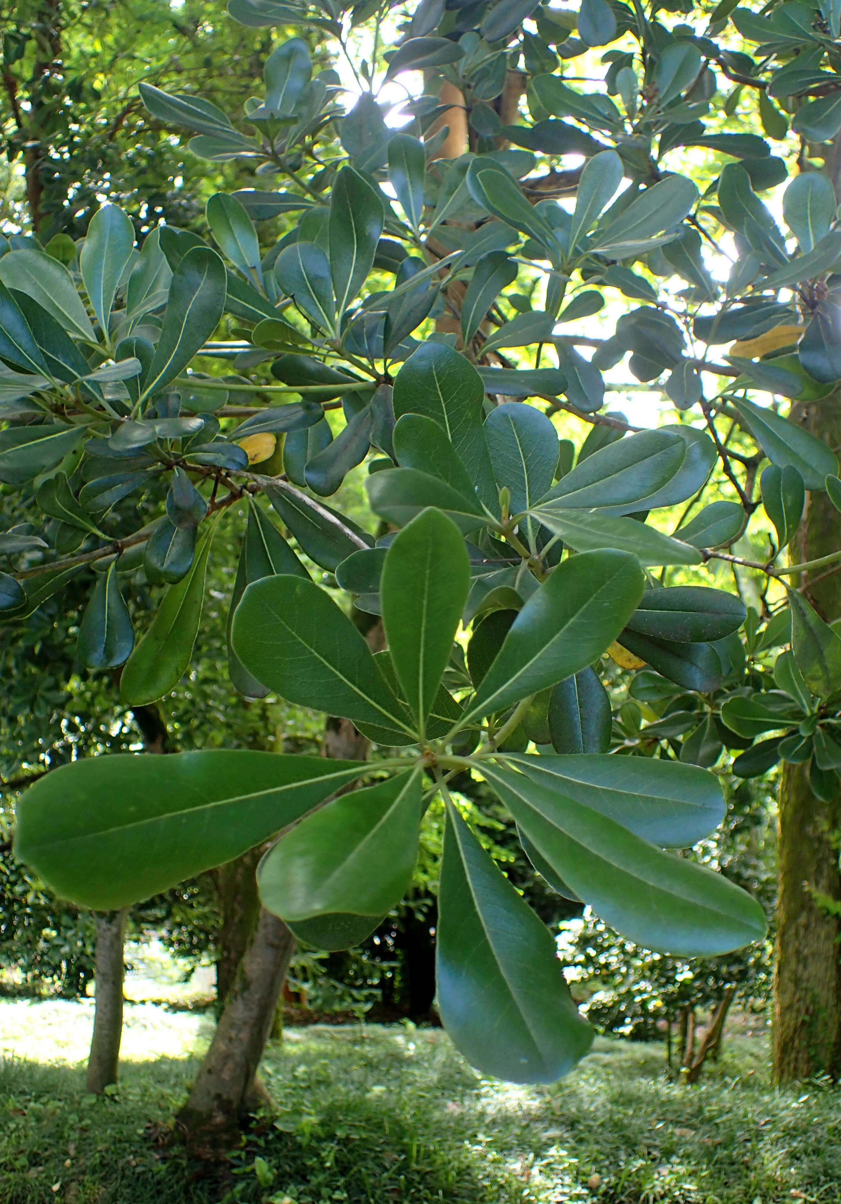 Image de Pittosporum tobira (Murray) Aiton fil.