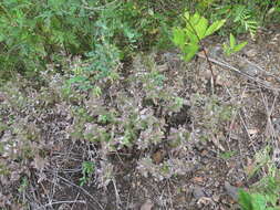 Image of Galium platygalium (Maxim.) Pobed.