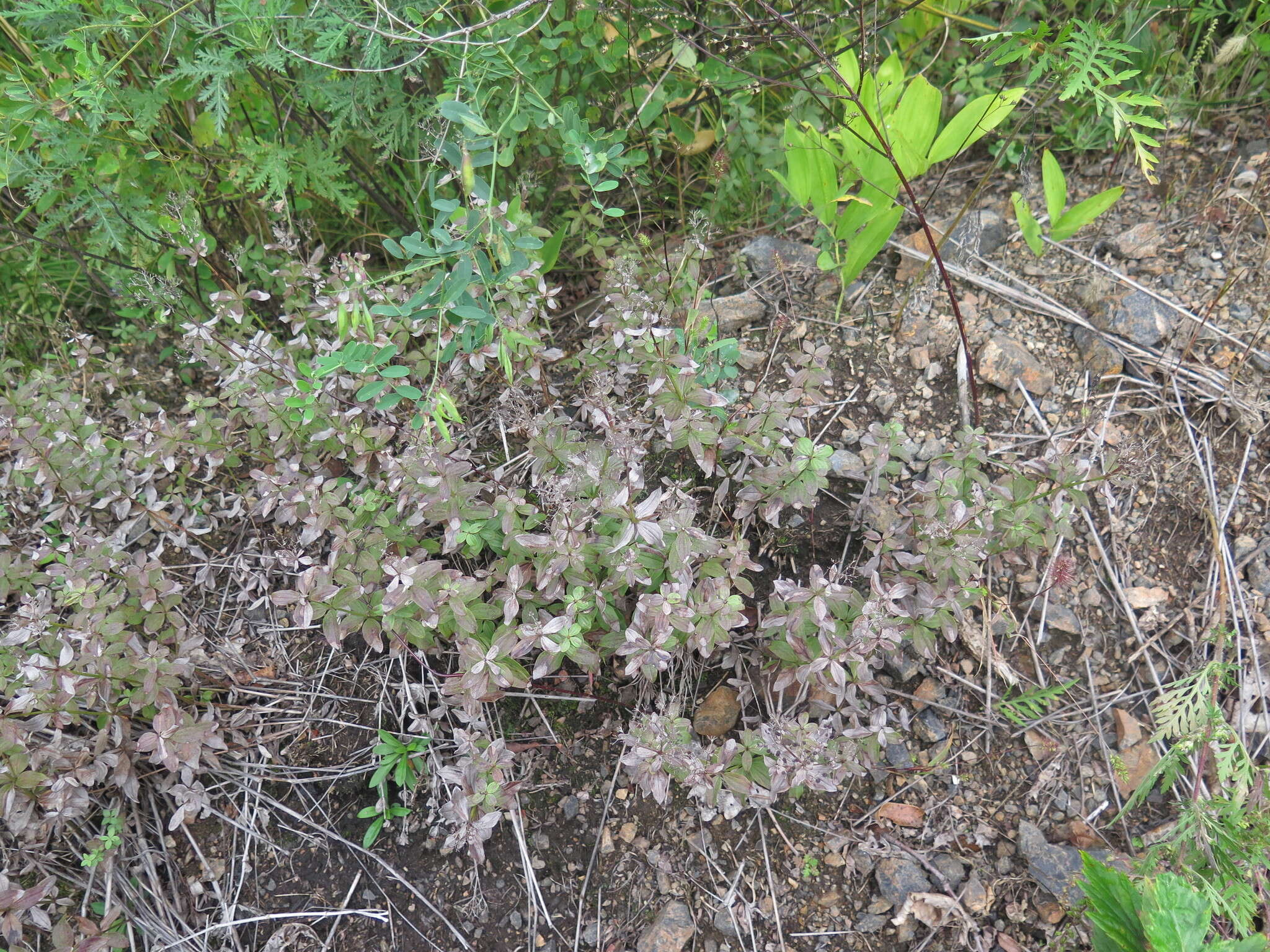 Image of Galium platygalium (Maxim.) Pobed.