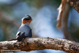 Image of Crested Treeswift