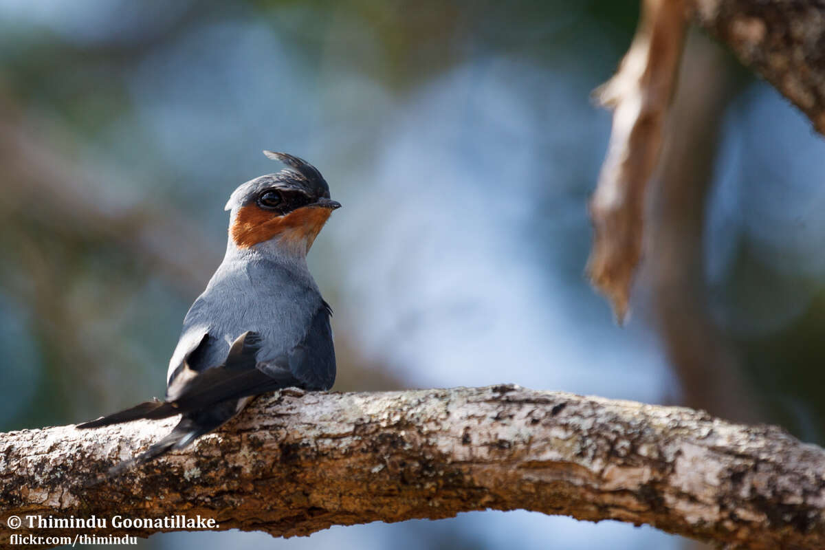 Image of Crested Treeswift