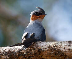 Image of Crested Treeswift