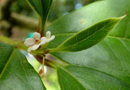 Imagem de Osmanthus fragrans Lour.