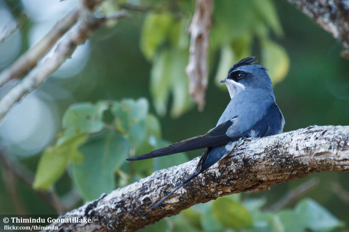 Image of Crested Treeswift