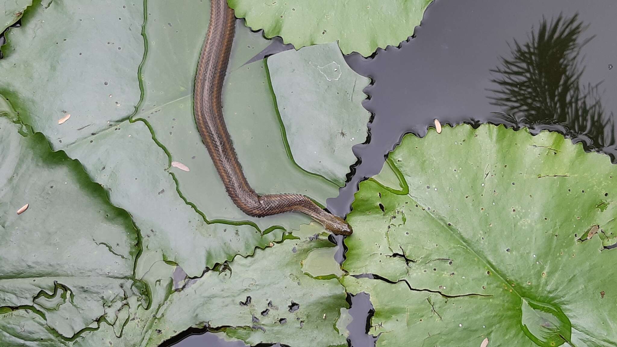 Image of Rainbow Mud Snake