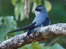 Image of Crested Treeswift