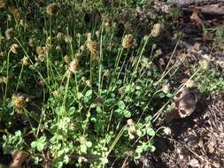 Image of Carolina clover