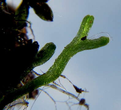 Imagem de Riccia stricta (Lindenb.) Perold