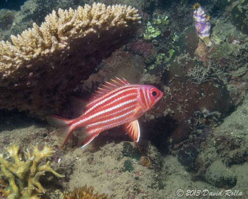 Image of Red Striped Squirrelfish