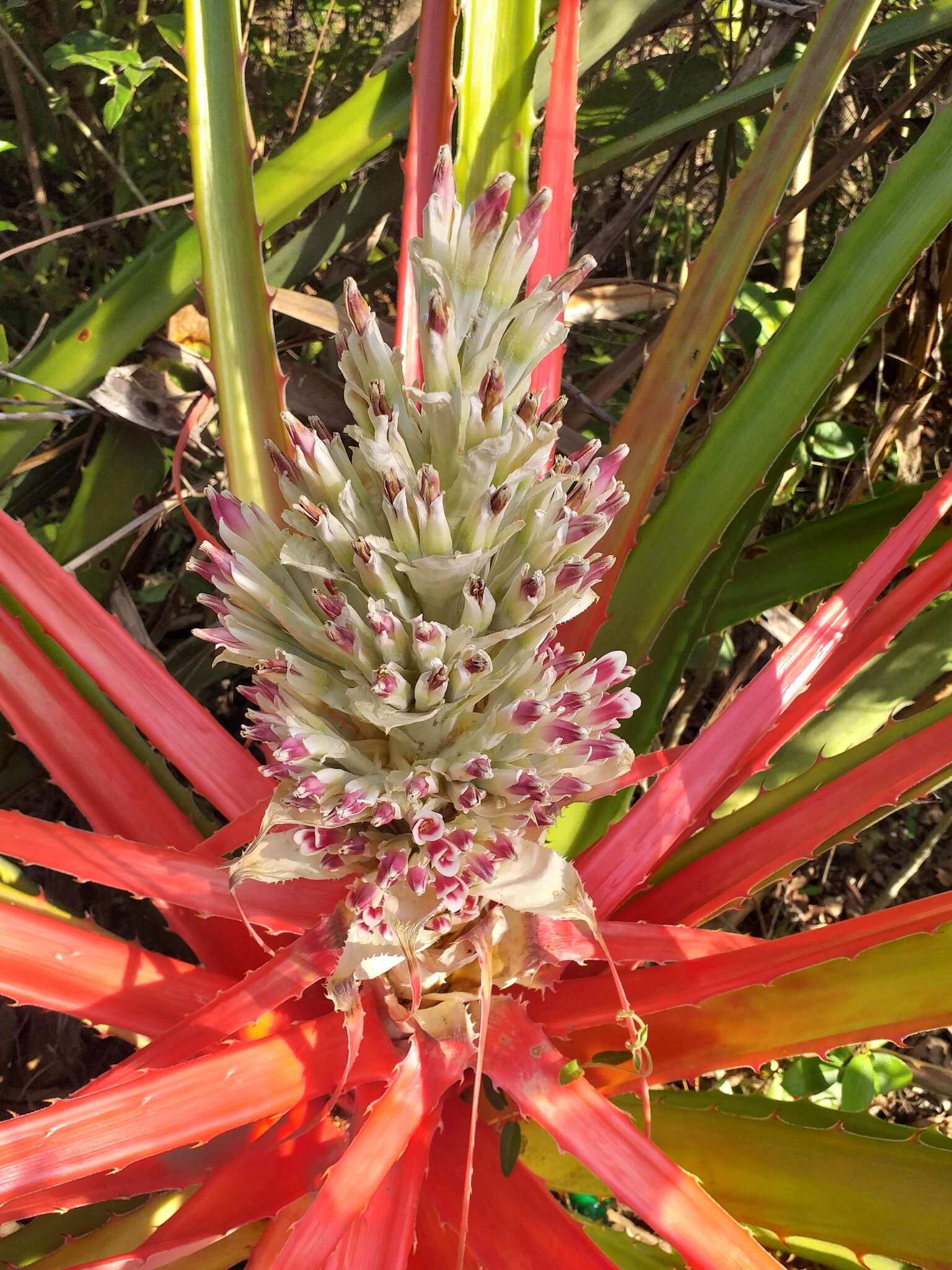 Image of Bromelia balansae Mez