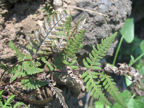 Image of Aleuritopteris farinosa (Forsk.) Fée