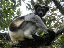 Image of indri