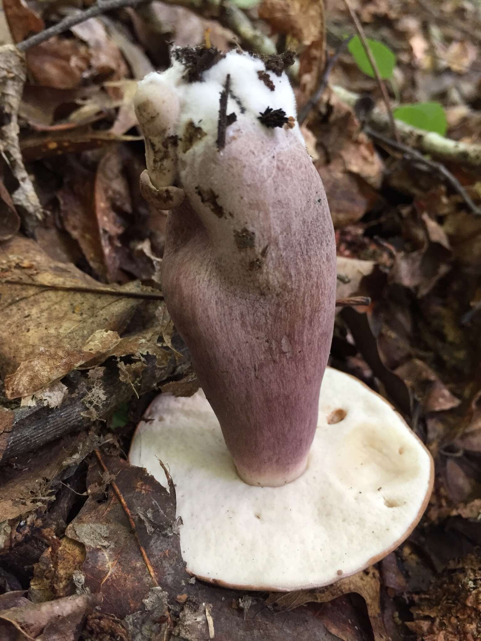 Image of Tylopilus plumbeoviolaceus (Snell & E. A. Dick) Snell & E. A. Dick 1941