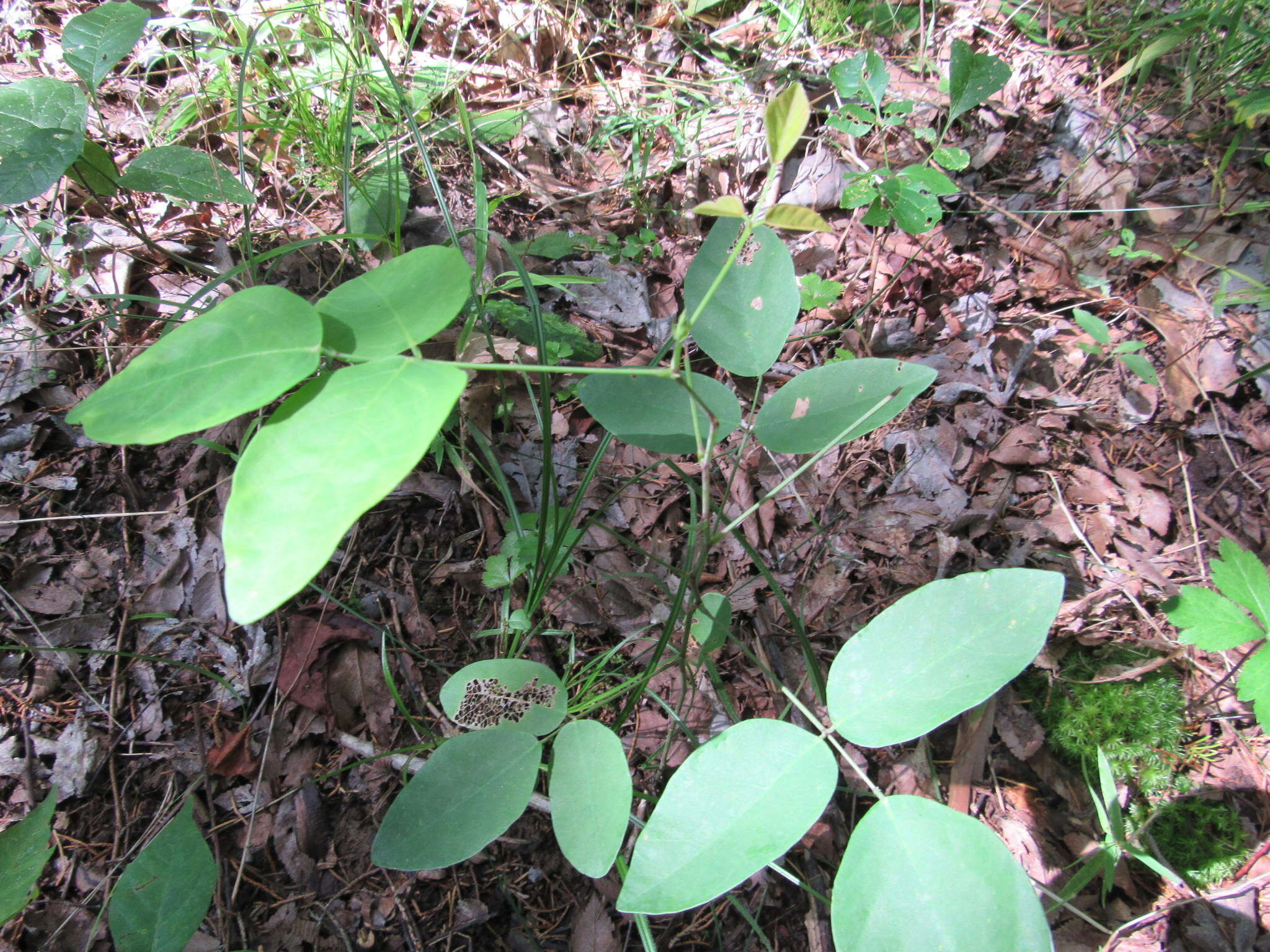 Imagem de Desmodium laevigatum (Nutt.) DC.