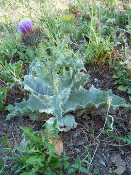 Image of Cotton Thistle