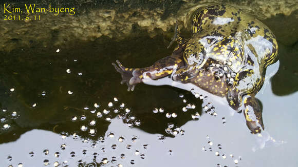 Image of Boreal Digging Frog