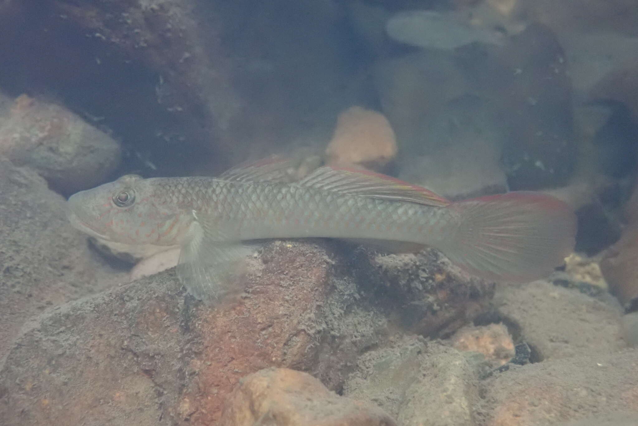 Слика од Rhinogobius similis Gill 1859