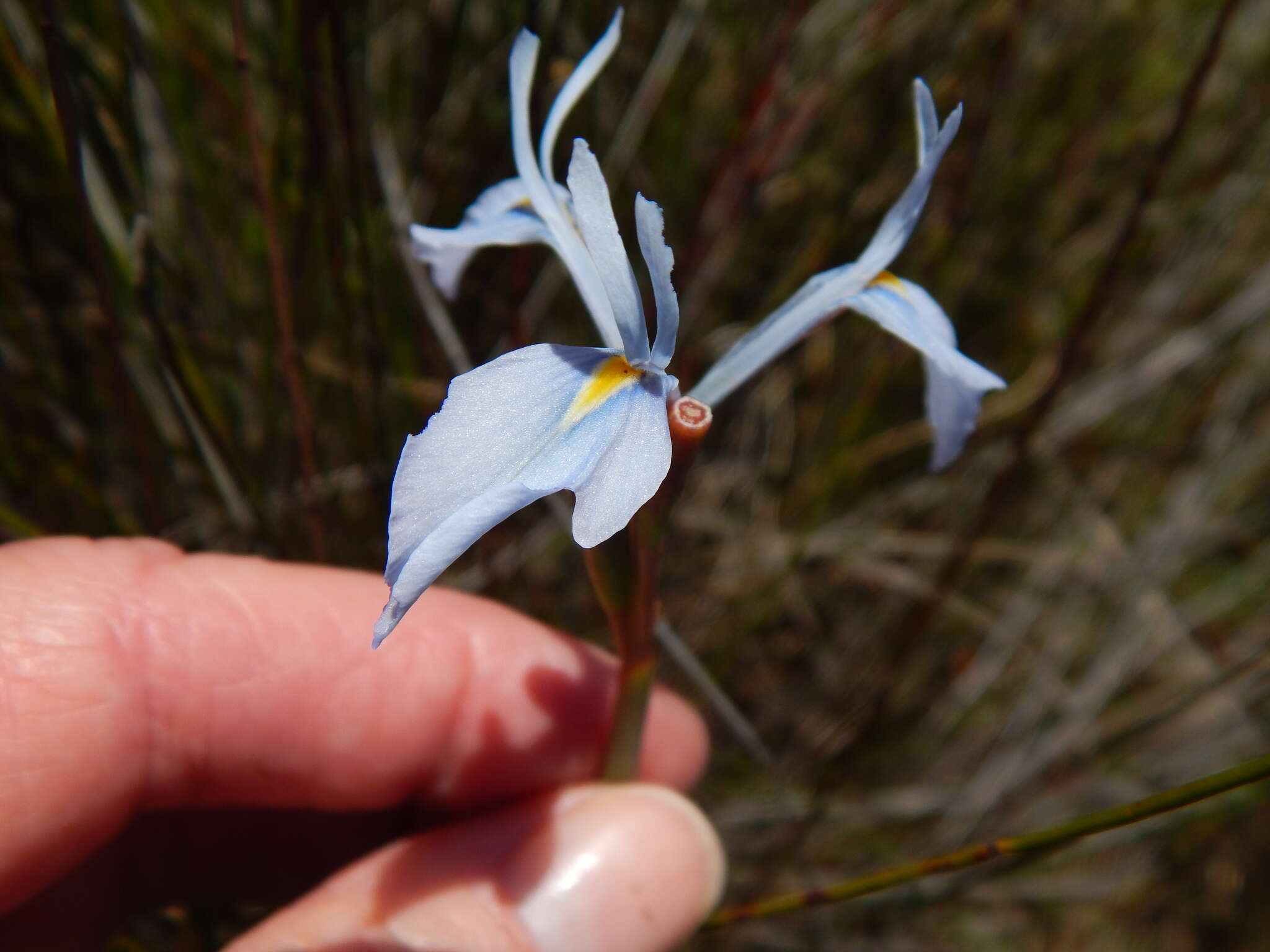 Image of Moraea tripetala subsp. tripetala