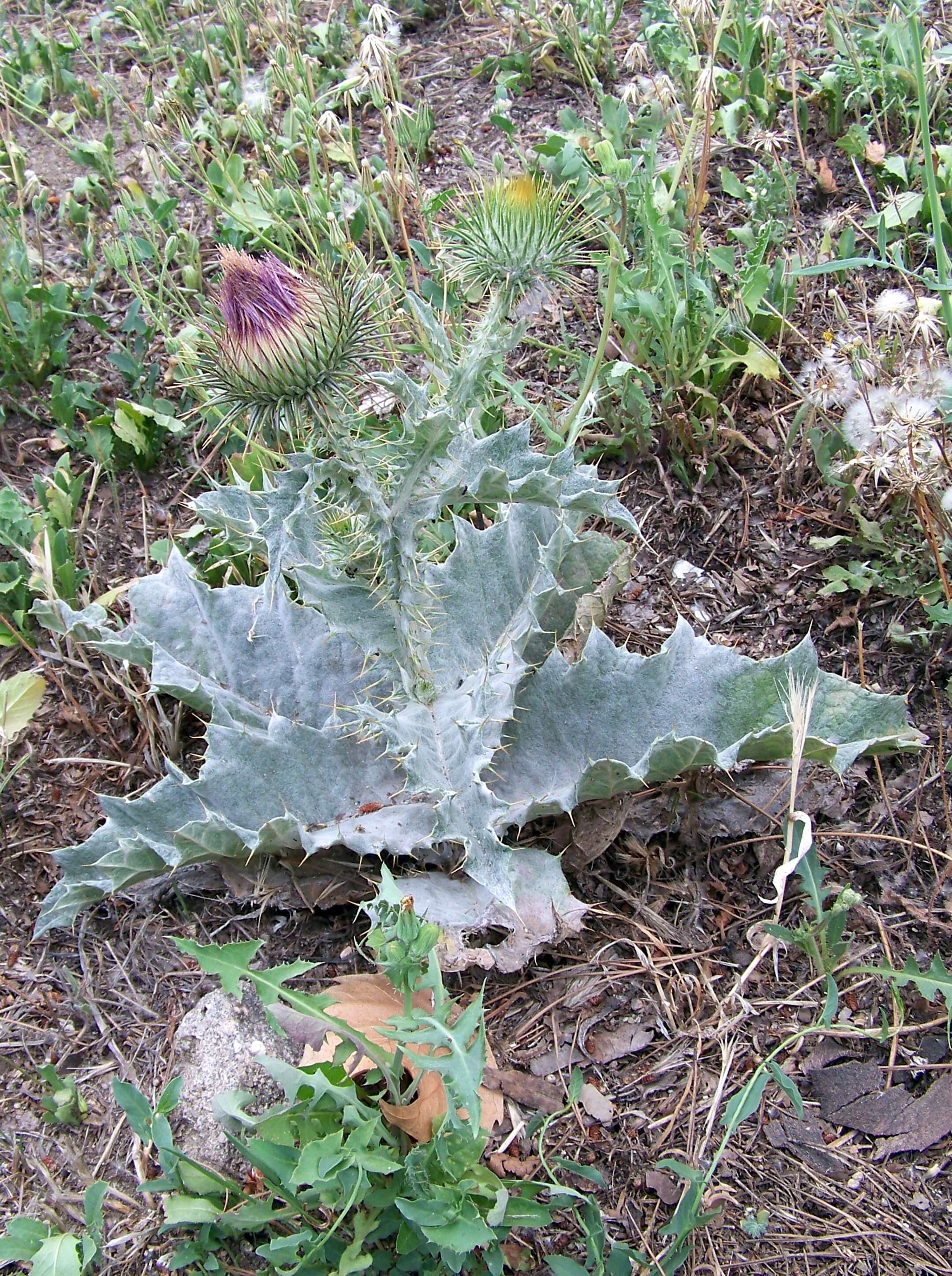 Image of Cotton Thistle