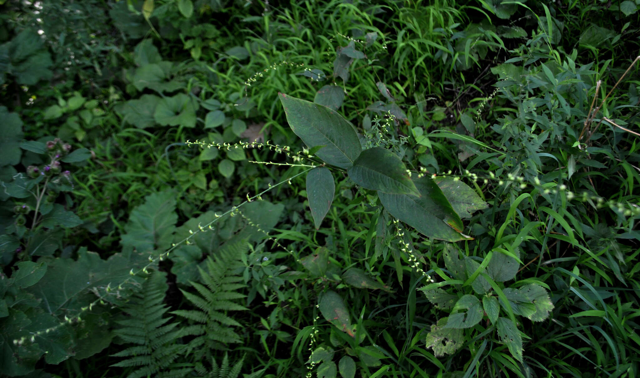 Image de Persicaria virginiana (L.) Gaertner