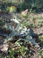 Image of Cotton Thistle