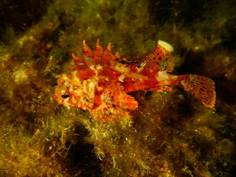 Image of Red Scorpionfish