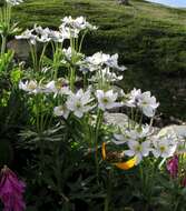 Imagem de Anemonastrum narcissiflorum subsp. crinitum (Juz.) Raus