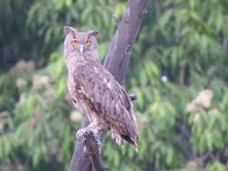 Image of Dusky Eagle-Owl