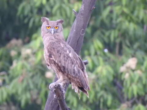 Image of Dusky Eagle-Owl